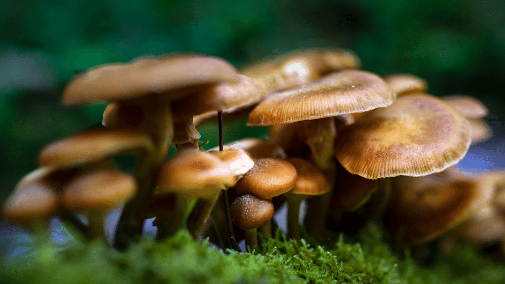 The Health Benefits of Honey Mushrooms